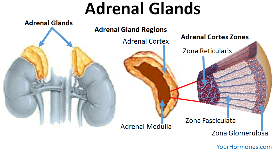 where is the adrenal gland located in the human body