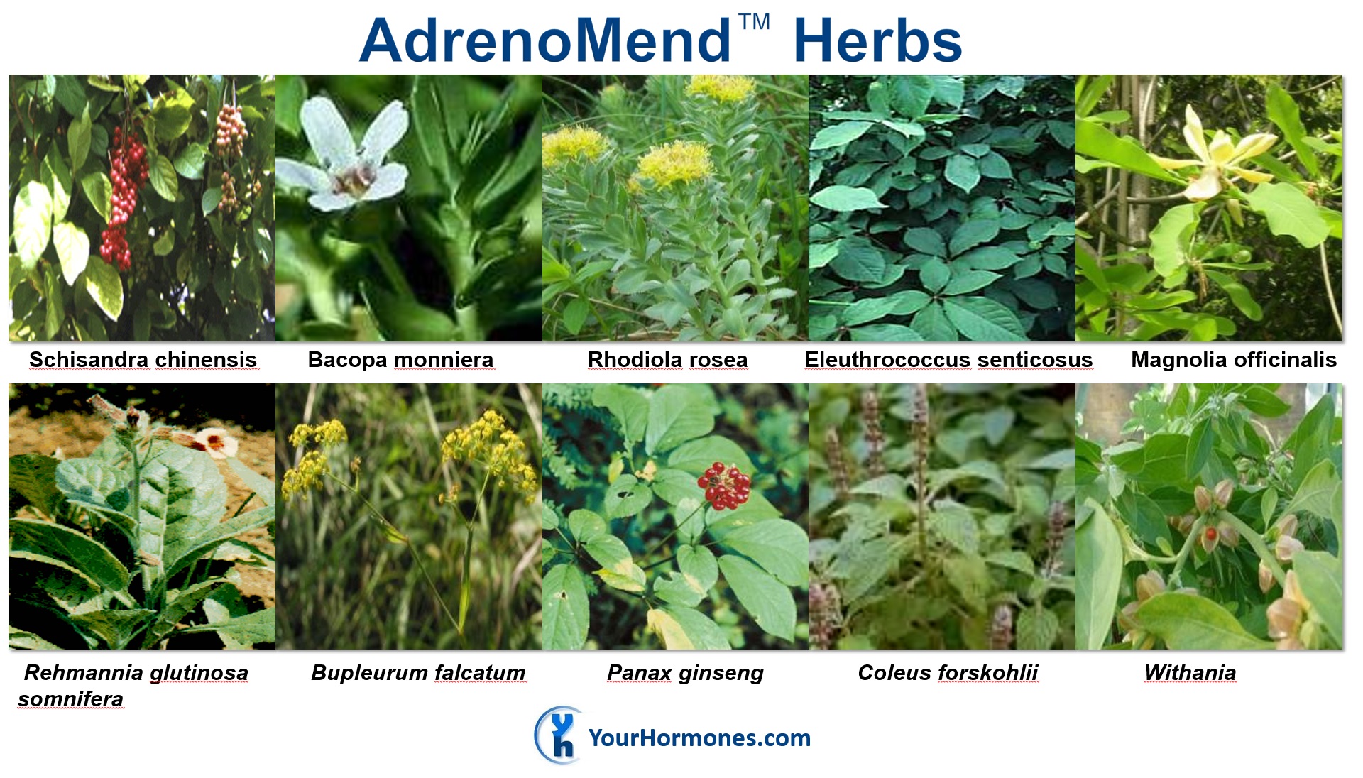 AdrenoMend™ Herbs