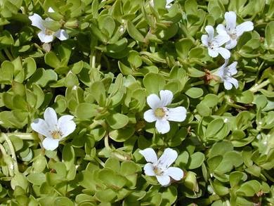 Anticancer Actions of Bacopa monnieri 