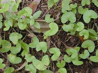 Anticancer Actions of Centella asiatica | Your Hormones