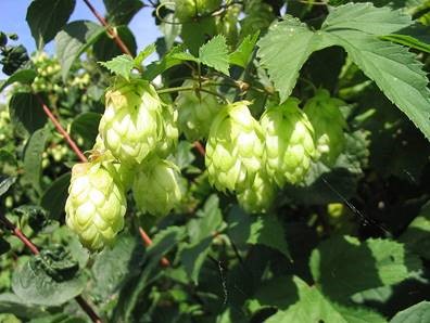 Anticancer Actions of Humulus lupulus | Your Hormones 