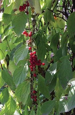 Anticancer Actions of Schizandra chinensis | Your Hormones 