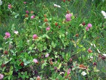 Anticancer Actions of Trifolium pratense