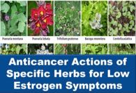 Anticancer Actions of Specific Herbs for Low Estrogen Symptoms