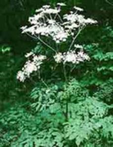 Anticancer Actions of Angelica sinensis | Your Hormones 