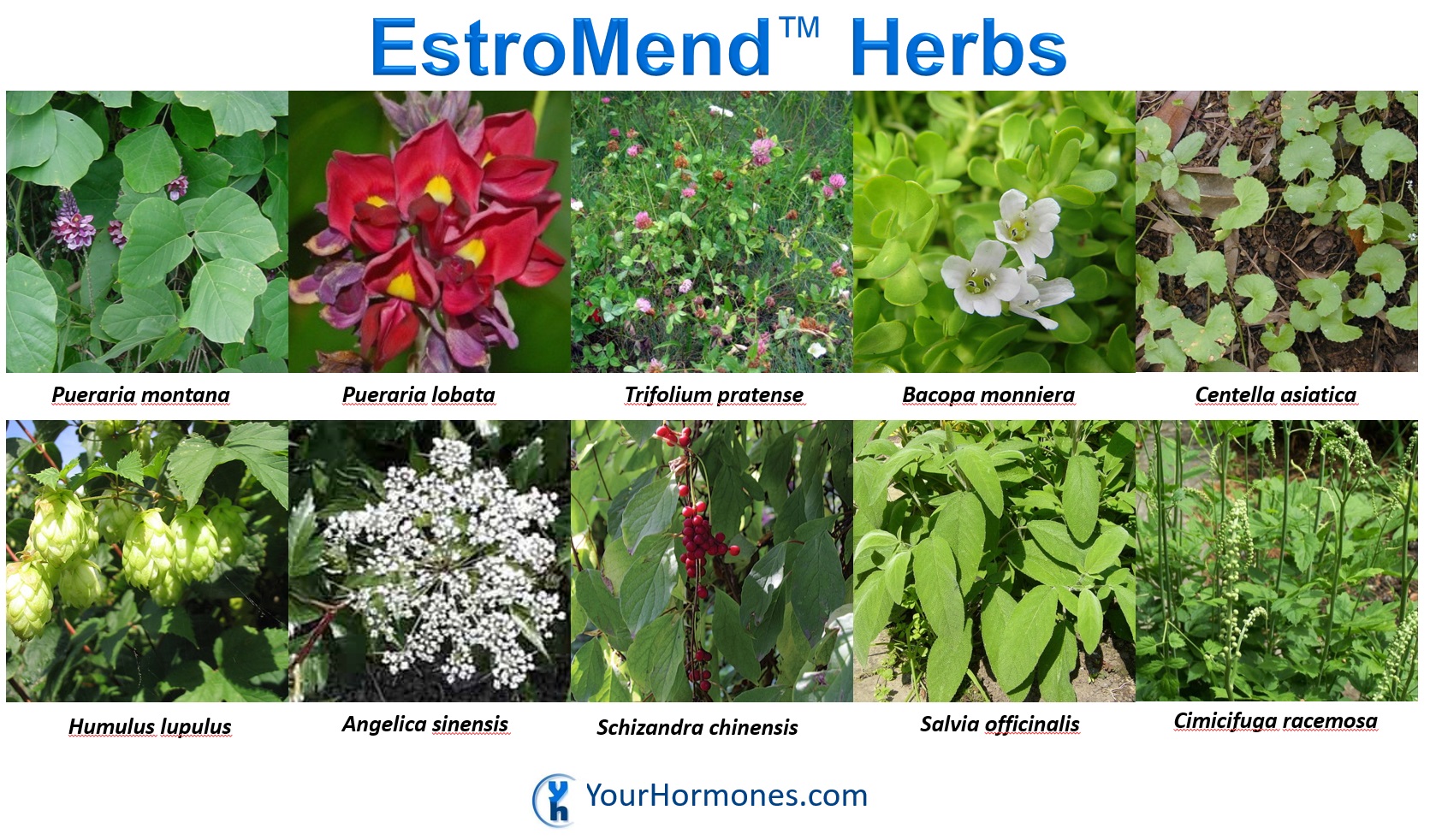 EstroMend™ Herbs