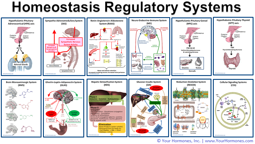 Homeostasis