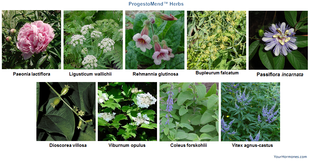 Learn about the herbs in ProgestoMend™ 