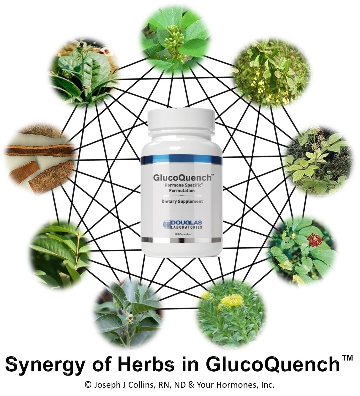 Synergy of Herbs in GlucoQuench™