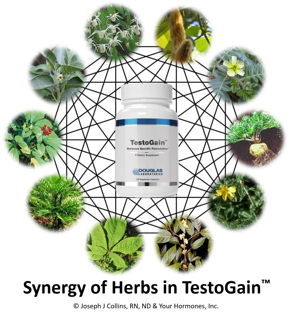 Synergy of Herbs in TestoGain™