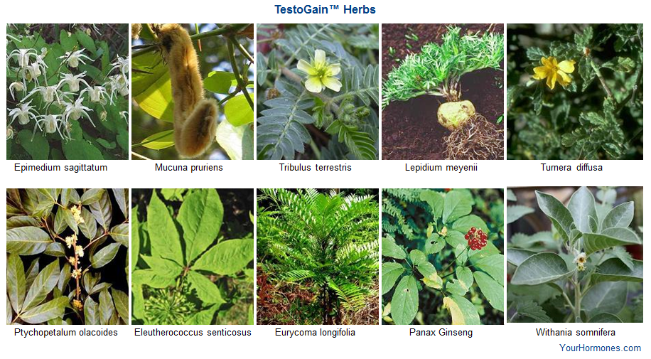 Learn about the herbs in TestoGain™ at YourHormones.com